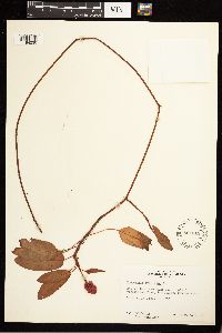 Persicaria amphibia image