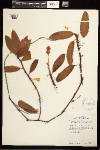 Persicaria amphibia image