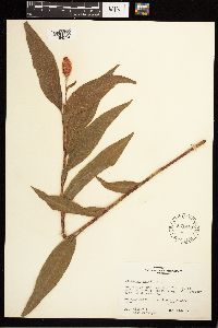 Persicaria coccinea image