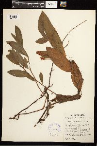 Persicaria amphibia image