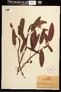 Persicaria amphibia image