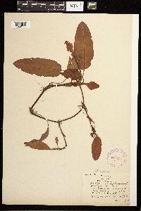 Persicaria amphibia image