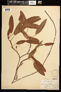 Persicaria amphibia image