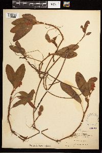 Persicaria amphibia image