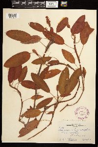 Persicaria amphibia image