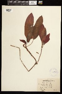 Persicaria amphibia image