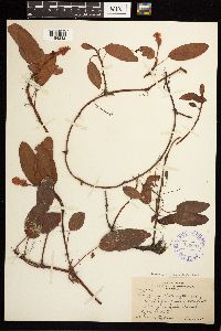 Persicaria amphibia image