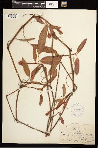 Persicaria amphibia image