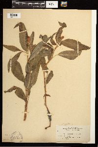 Persicaria amphibia image