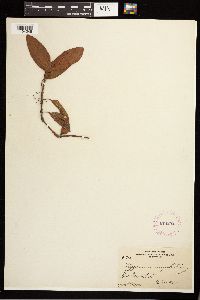 Persicaria amphibia image