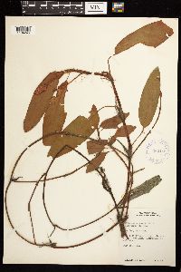 Persicaria amphibia image