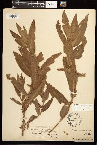 Persicaria amphibia image