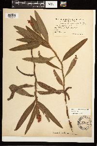 Persicaria amphibia image