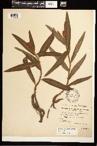 Persicaria amphibia image