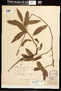 Persicaria amphibia image