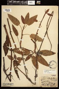 Persicaria coccinea image