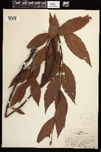 Persicaria coccinea image