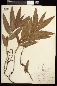 Persicaria amphibia image