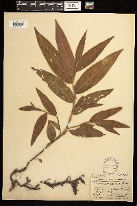 Persicaria amphibia image