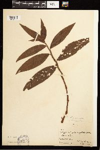 Persicaria amphibia image