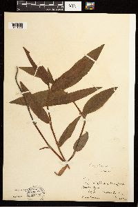 Persicaria amphibia image