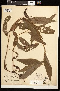 Persicaria amphibia image