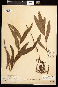 Persicaria amphibia image