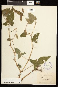 Persicaria arifolia image