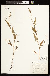 Persicaria arifolia image