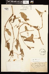 Persicaria arifolia image