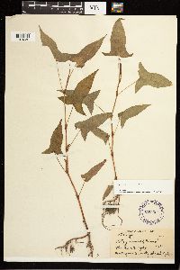 Persicaria arifolia image