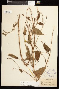 Persicaria arifolia image