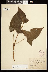 Persicaria arifolia image