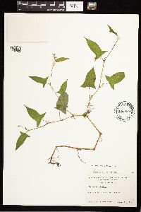 Persicaria arifolia image