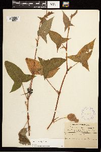 Persicaria arifolia image