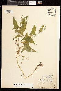 Persicaria arifolia image