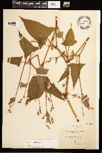 Persicaria arifolia image