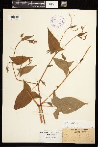 Persicaria arifolia image