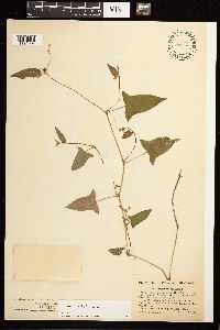 Persicaria arifolia image