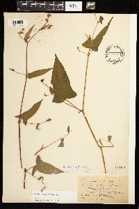 Persicaria arifolia image