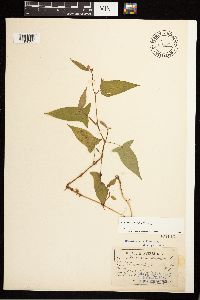 Persicaria arifolia image