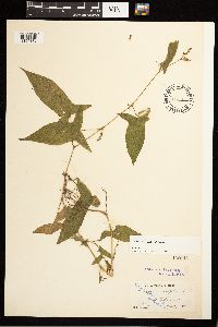 Persicaria arifolia image