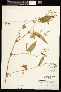 Persicaria arifolia image