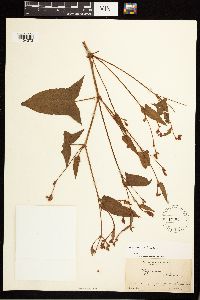 Persicaria arifolia image