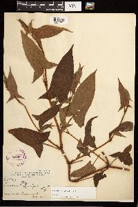 Persicaria arifolia image