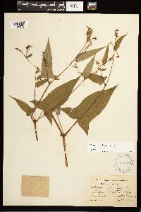 Persicaria arifolia image