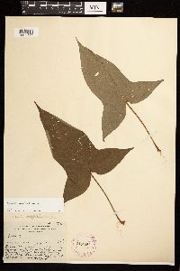 Persicaria arifolia image