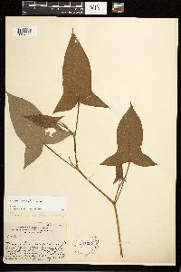 Persicaria arifolia image