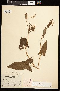 Persicaria arifolia image