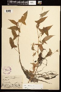 Persicaria arifolia image